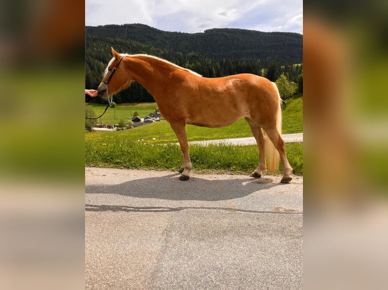 Haflinger Merrie 4 Jaar 146 cm in Tamsweg