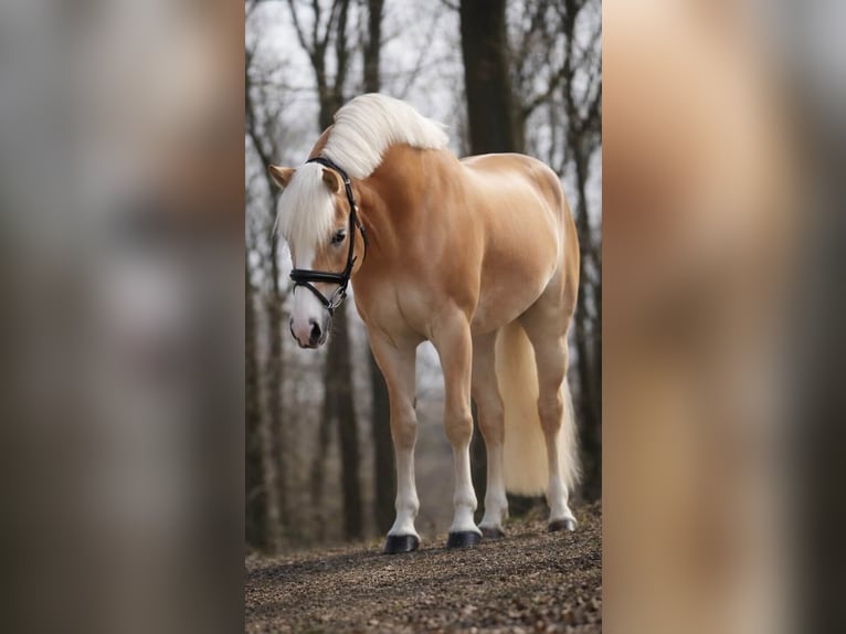 Haflinger Merrie 4 Jaar 146 cm Vos in Nettersheim