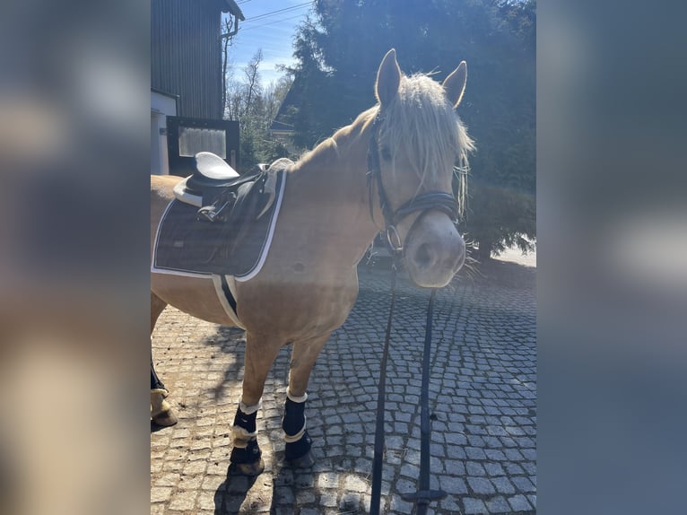 Haflinger Merrie 4 Jaar 146 cm Vos in Neustadt in Sachsen Oberottendorf