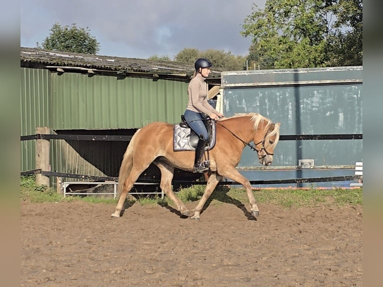 Haflinger Merrie 4 Jaar 146 cm Vos in Mülheim an der Ruhr