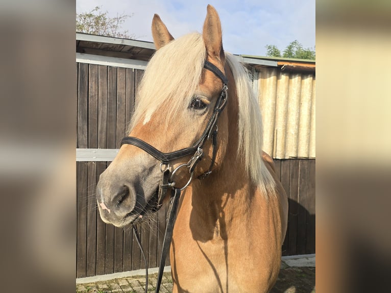 Haflinger Merrie 4 Jaar 146 cm Vos in Mülheim an der Ruhr