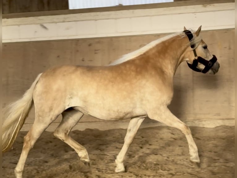 Haflinger Merrie 4 Jaar 147 cm Palomino in Saarbrücken