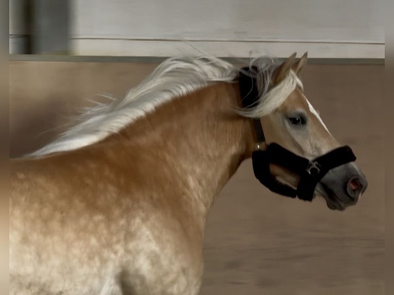 Haflinger Merrie 4 Jaar 147 cm Palomino in Saarbrücken