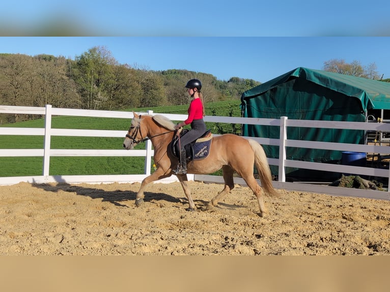 Haflinger Merrie 4 Jaar 147 cm Roodbruin in Morsbach