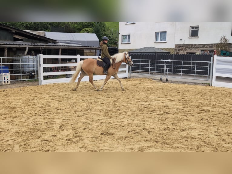 Haflinger Merrie 4 Jaar 147 cm Roodbruin in Morsbach