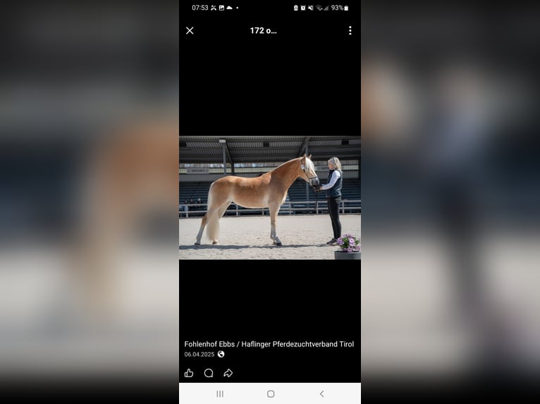 Haflinger Merrie 4 Jaar 147 cm Vos in Stummerberg