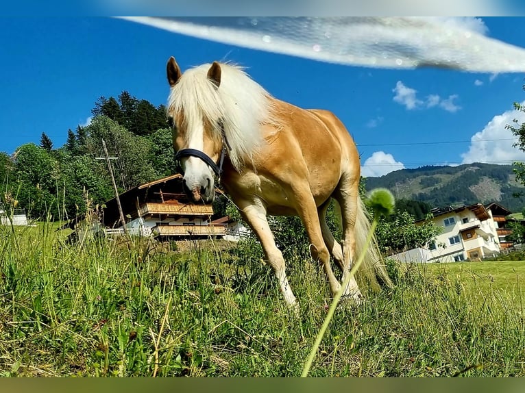 Haflinger Merrie 4 Jaar 147 cm Vos in Stummerberg
