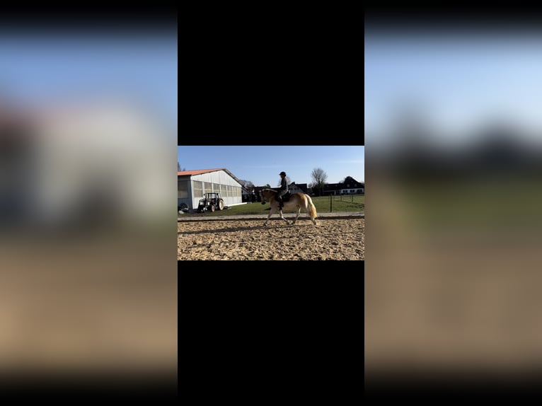 Haflinger Merrie 4 Jaar 148 cm  in Langerringen