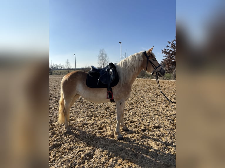 Haflinger Merrie 4 Jaar 148 cm  in Langerringen