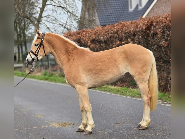 Haflinger Merrie 4 Jaar 148 cm Palomino in Someren