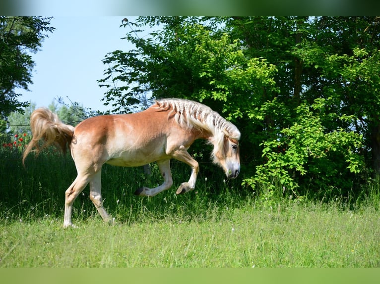 Haflinger Merrie 4 Jaar 148 cm in Wallersdorf