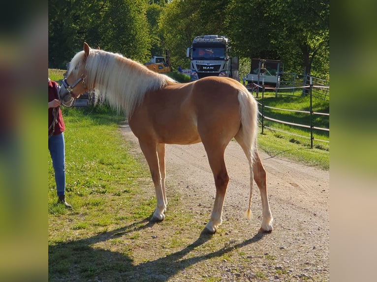 Haflinger Merrie 4 Jaar 148 cm Vos in Gleißenberg