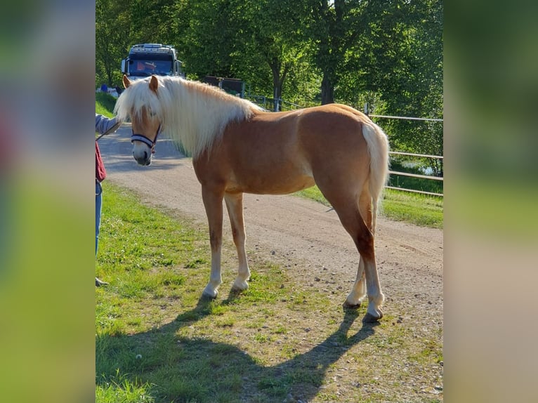 Haflinger Merrie 4 Jaar 148 cm Vos in Gleißenberg