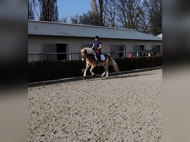 Haflinger Merrie 4 Jaar 148 cm Vos in Mettmann