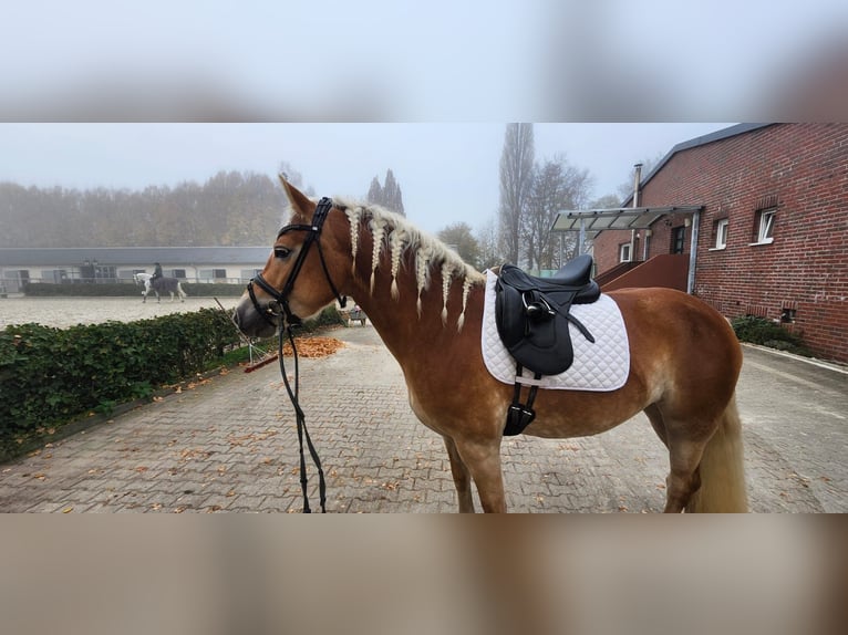Haflinger Merrie 4 Jaar 148 cm Vos in Mettmann