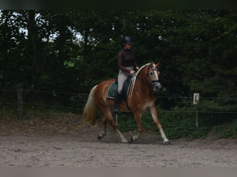 Haflinger Merrie 4 Jaar 148 cm Vos in Vrouwenparochie