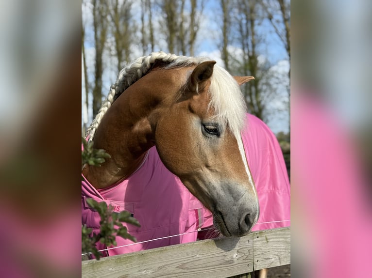 Haflinger Merrie 4 Jaar 148 cm Vos in Vrouwenparochie