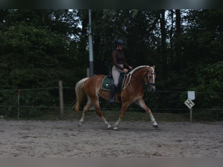 Haflinger Merrie 4 Jaar 148 cm Vos in Vrouwenparochie