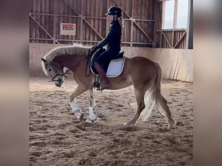 Haflinger Merrie 4 Jaar 148 cm Vos in Krieglach