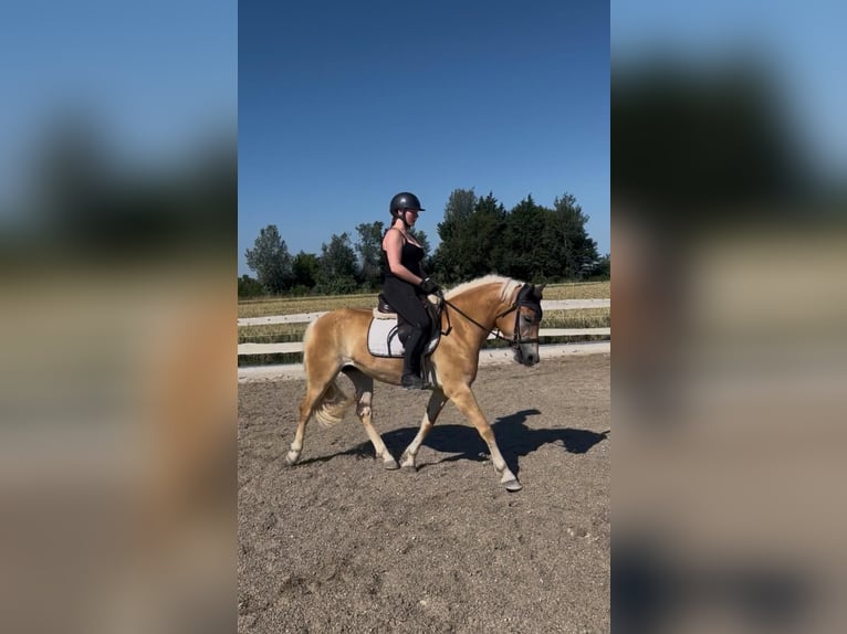 Haflinger Merrie 4 Jaar 148 cm Vos in Tulln
