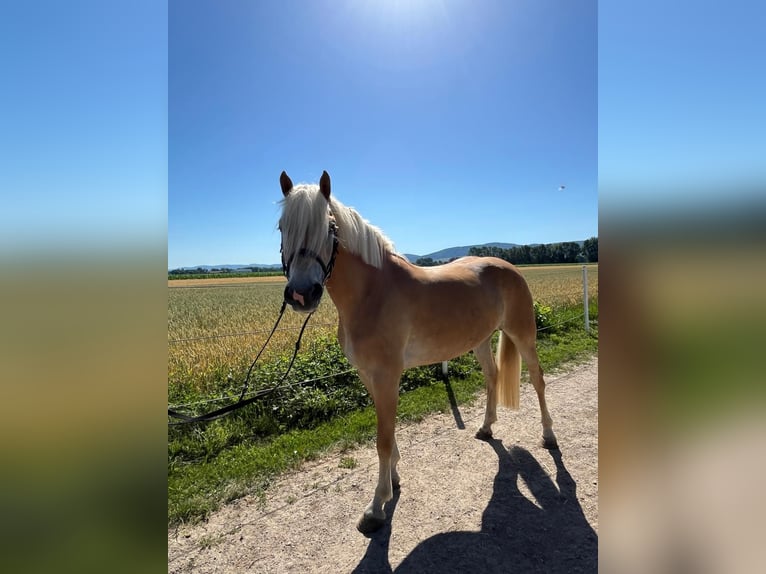 Haflinger Merrie 4 Jaar 148 cm Vos in Tulln