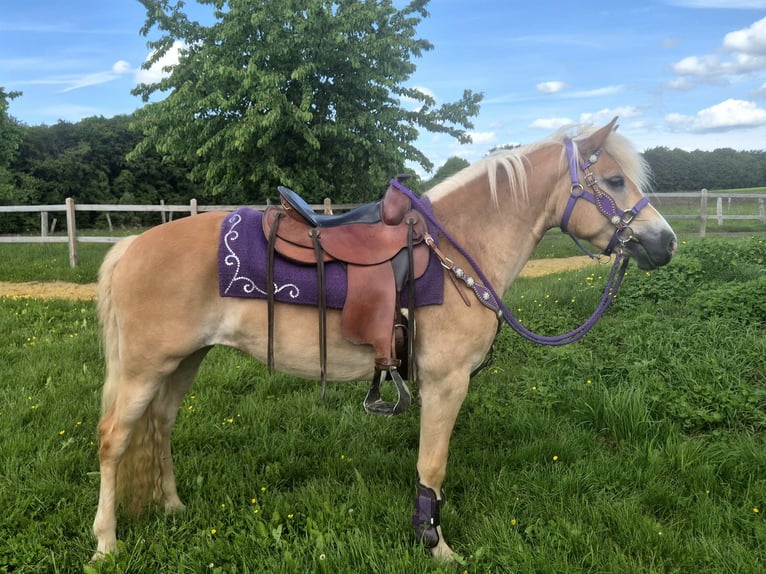 Haflinger Merrie 4 Jaar 148 cm Vos in Linkenbach