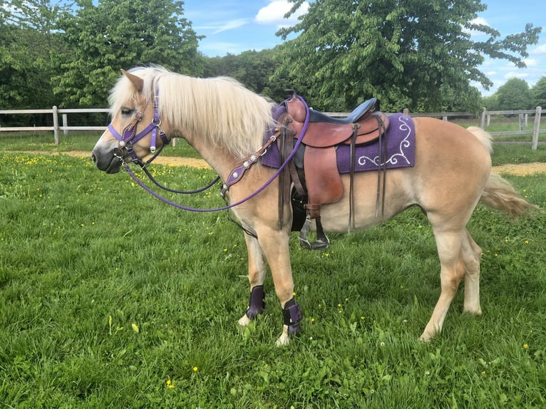 Haflinger Merrie 4 Jaar 148 cm Vos in Linkenbach