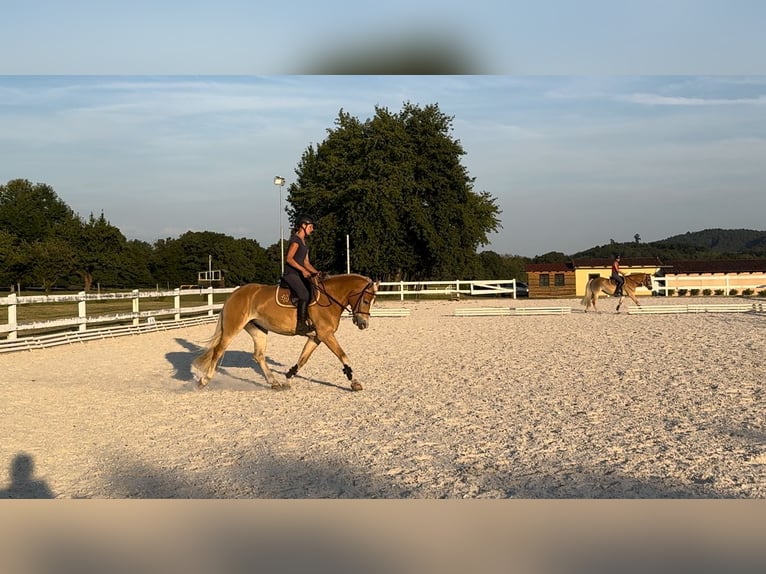 Haflinger Merrie 4 Jaar 149 cm Donkere-vos in Tuhan