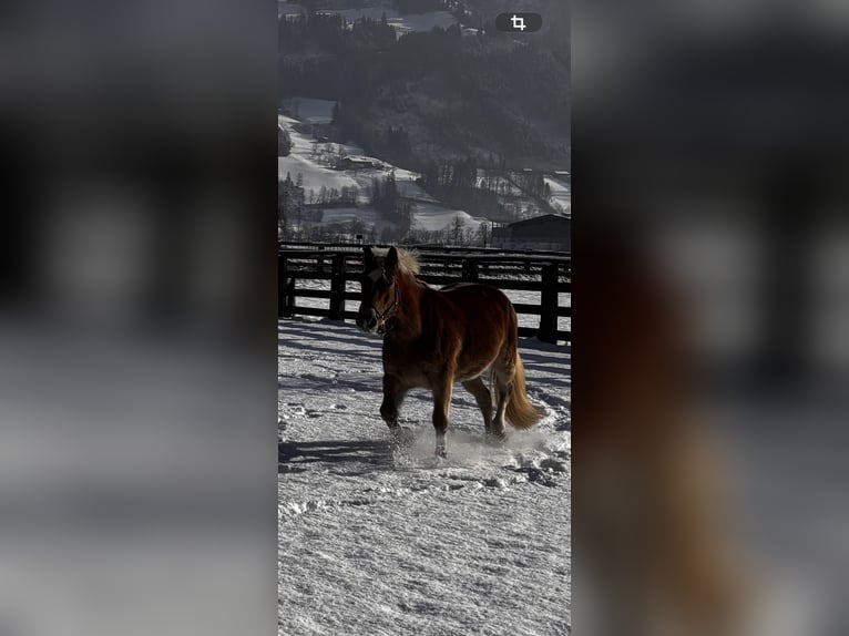 Haflinger Merrie 4 Jaar 149 cm Lichtbruin in VoldersVolders