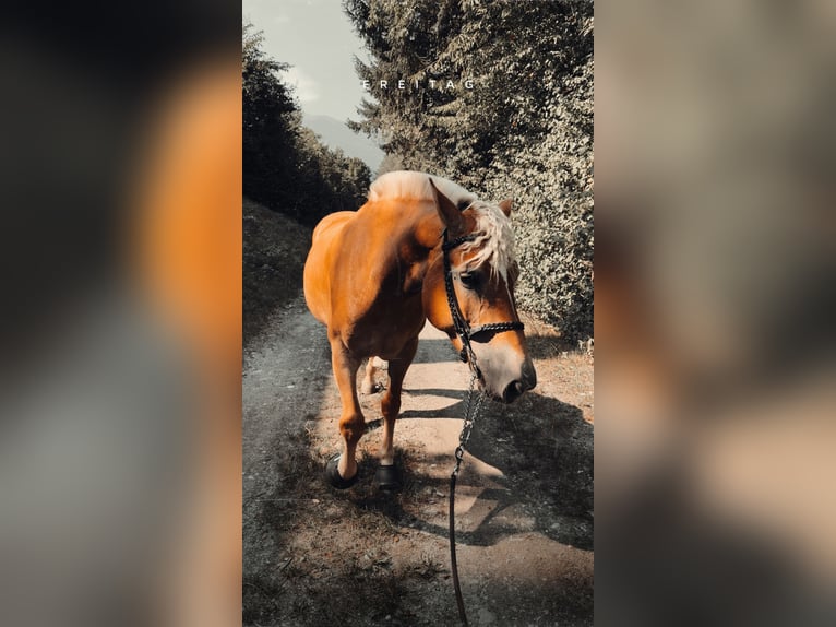Haflinger Merrie 4 Jaar 149 cm Lichtbruin in VoldersVolders