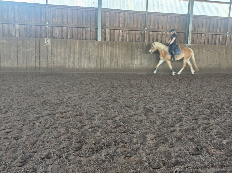 Haflinger Merrie 4 Jaar 149 cm Vos in Kolkwitz
