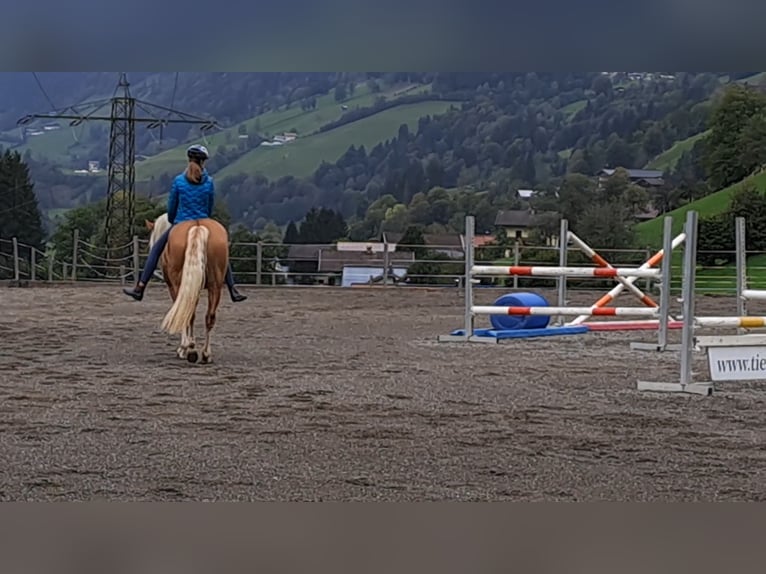 Haflinger Merrie 4 Jaar 149 cm Vos in Grossarl