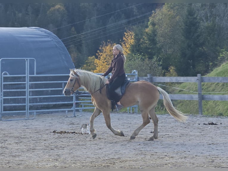 Haflinger Merrie 4 Jaar 150 cm Champagne in Achenkirch