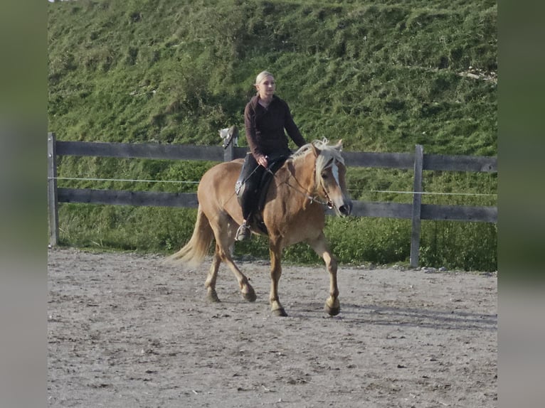 Haflinger Merrie 4 Jaar 150 cm Champagne in Achenkirch