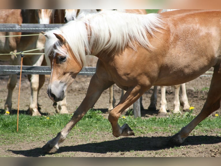 Haflinger Merrie 4 Jaar 150 cm Palomino in Füssen