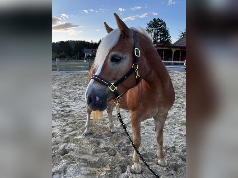 Haflinger Merrie 4 Jaar 150 cm  in Altenmarkt an der Triesting
