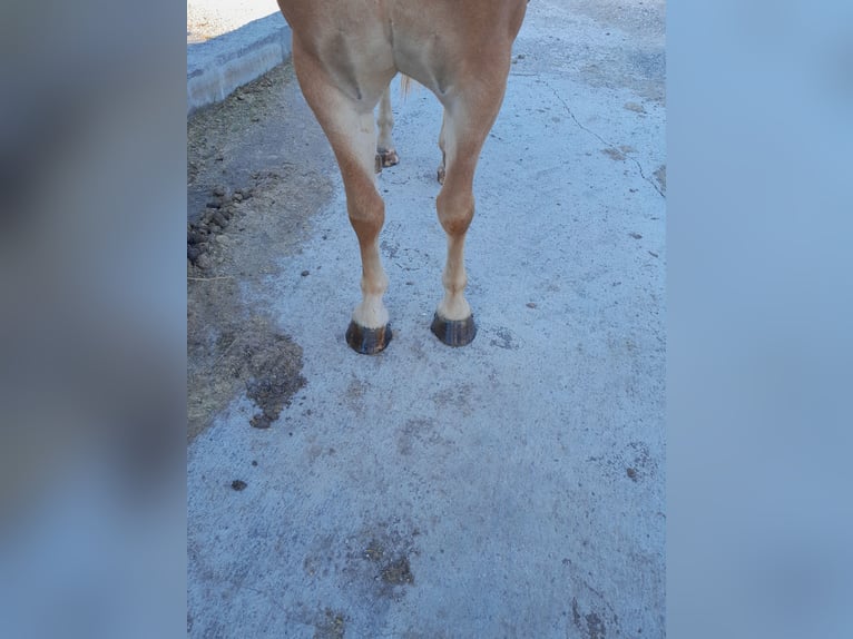 Haflinger Merrie 4 Jaar 150 cm  in Altenmarkt an der Triesting