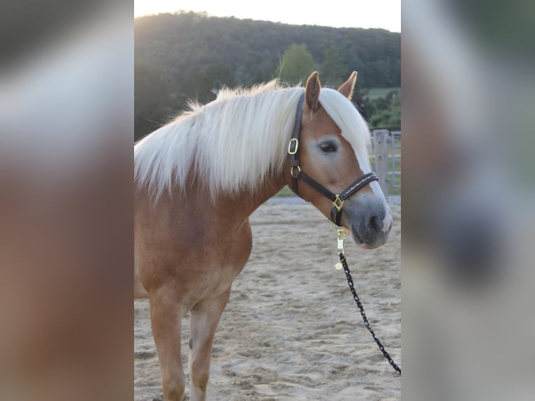 Haflinger Merrie 4 Jaar 150 cm  in Altenmarkt an der Triesting