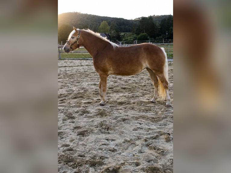 Haflinger Merrie 4 Jaar 150 cm  in Altenmarkt an der Triesting
