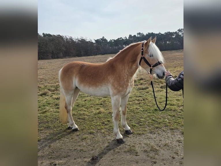 Haflinger Merrie 4 Jaar 150 cm  in Schinveldschinveld