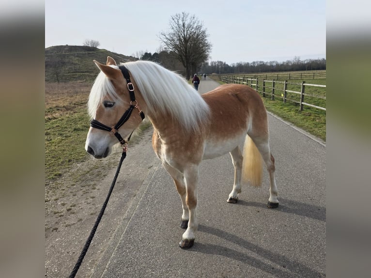 Haflinger Merrie 4 Jaar 150 cm  in Schinveldschinveld