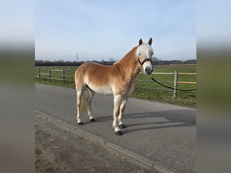 Haflinger Merrie 4 Jaar 150 cm  in Schinveldschinveld