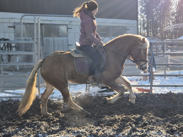 Haflinger Merrie 4 Jaar 150 cm Vos in Stadtschlaining