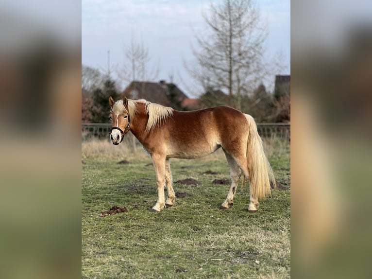 Haflinger Merrie 4 Jaar 150 cm Vos in Seedorf