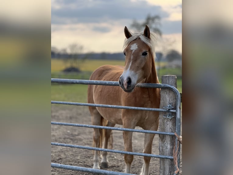 Haflinger Merrie 4 Jaar 150 cm Vos in Seedorf