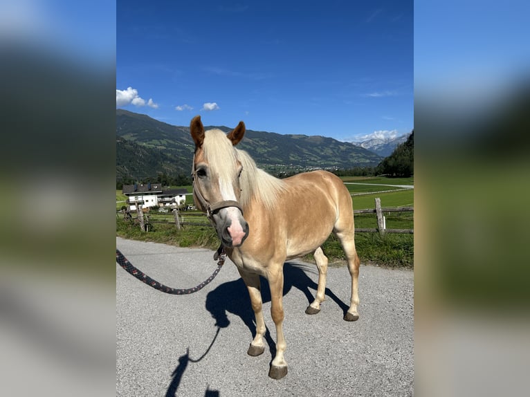 Haflinger Merrie 4 Jaar 150 cm Vos in Stumm