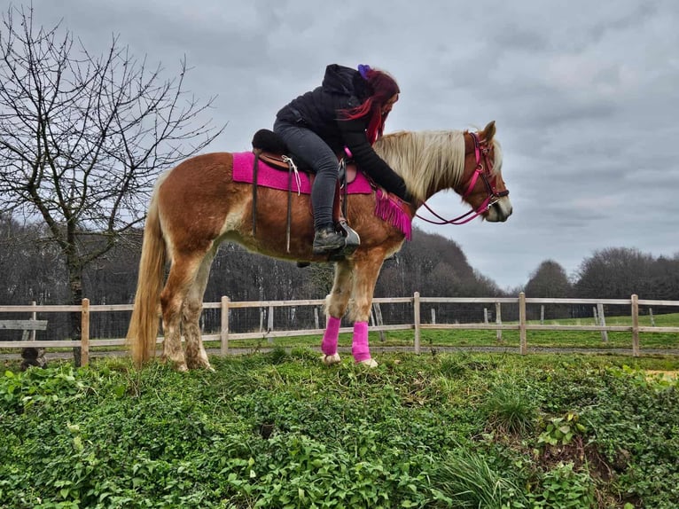Haflinger Merrie 4 Jaar 150 cm Vos in Linkenbach