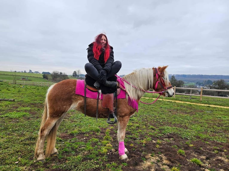 Haflinger Merrie 4 Jaar 150 cm Vos in Linkenbach