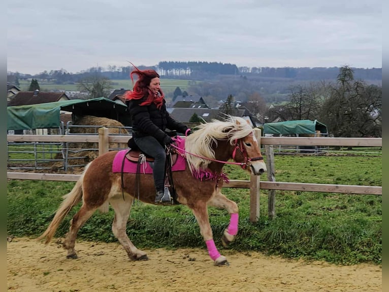 Haflinger Merrie 4 Jaar 150 cm Vos in Linkenbach