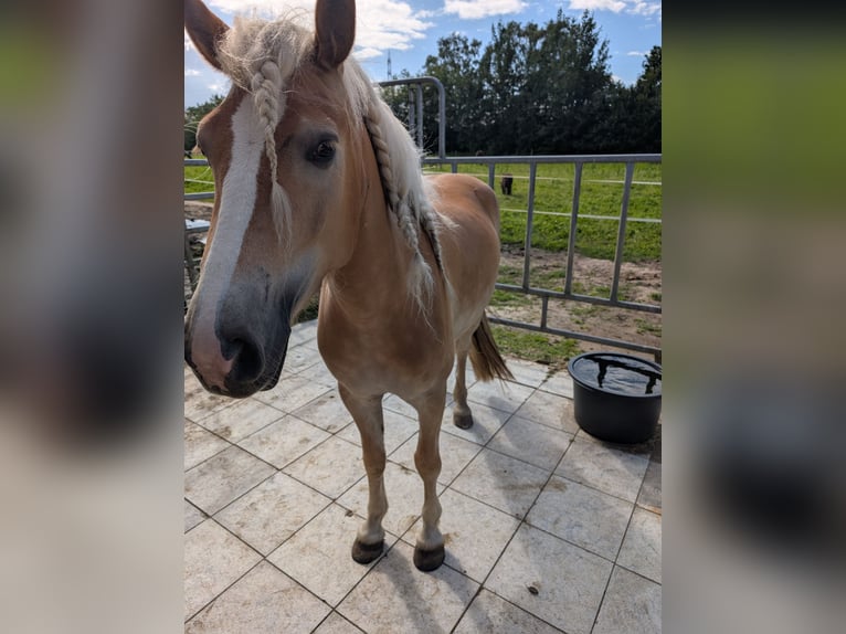 Haflinger Merrie 4 Jaar 150 cm Vos in Vreden